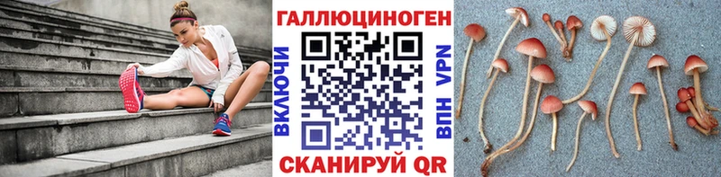 Купить закладки  Кисловодск  Псилоцибиновые грибы мицелий
